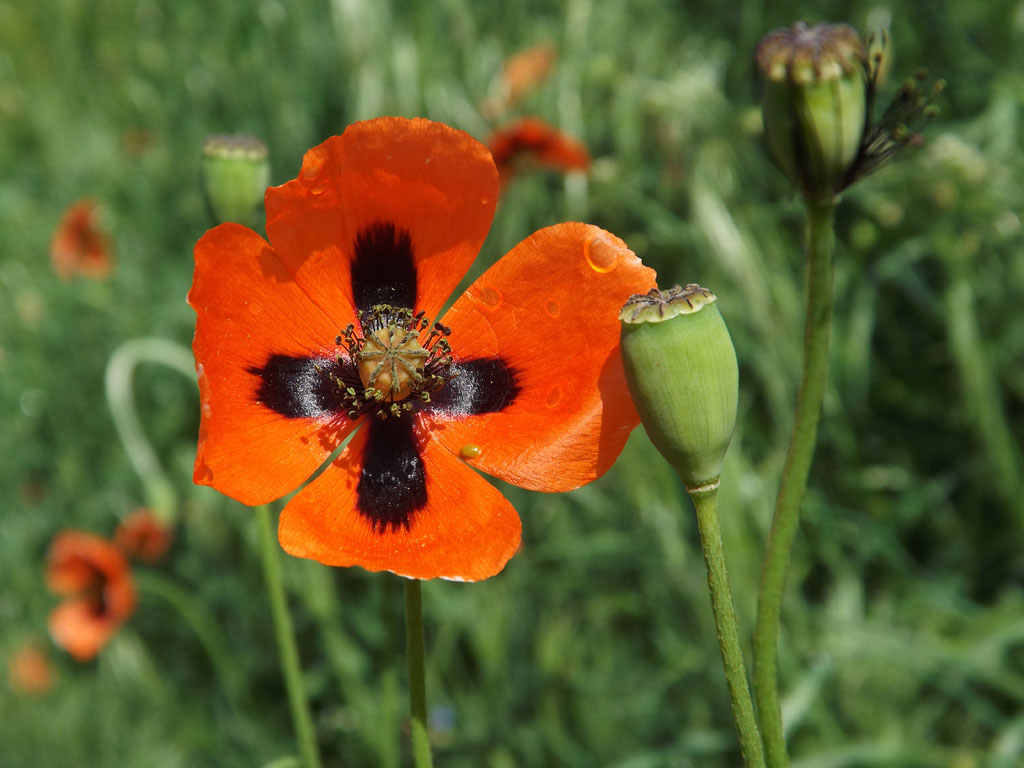 Изображение особи Papaver stevenianum.