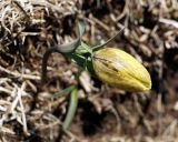 Fritillaria ophioglossifolia. Бутон. Краснодарский край, плато Лагонаки. 28.04.2013.
