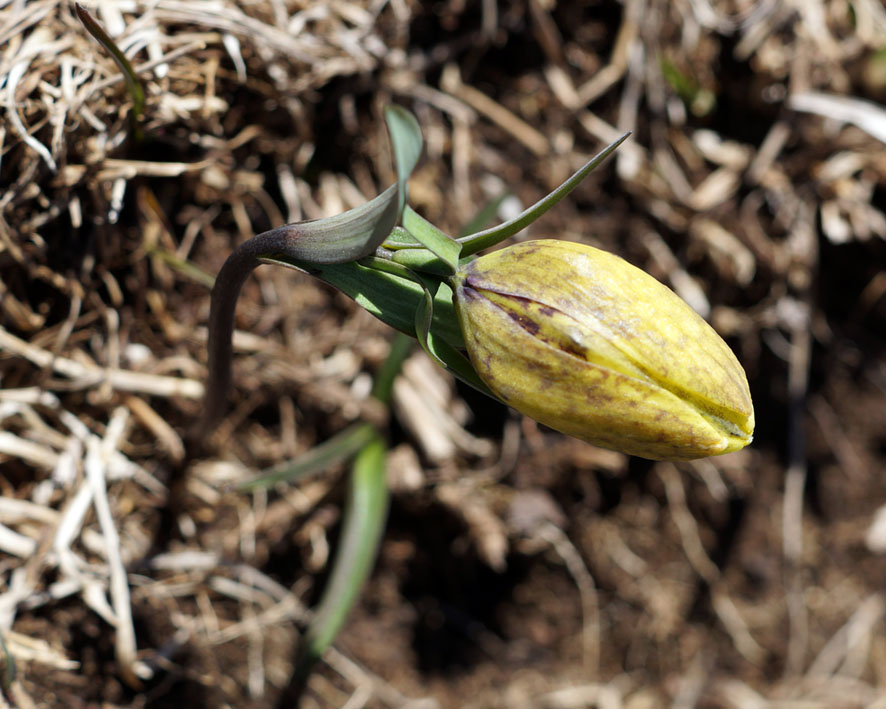 Image of Fritillaria ophioglossifolia specimen.