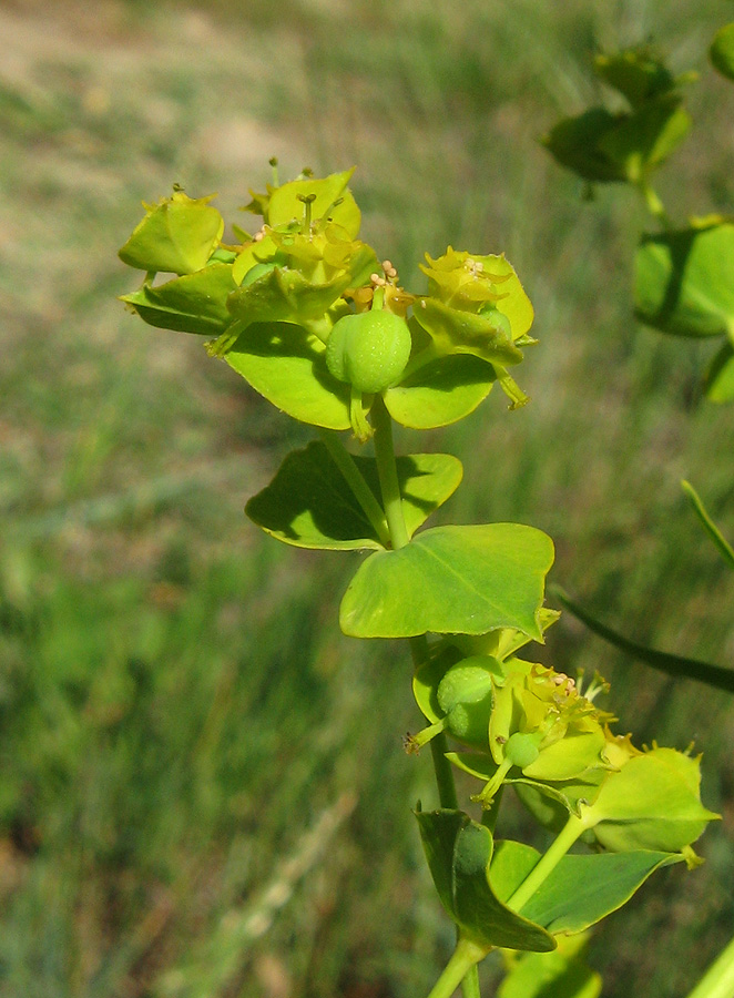 Изображение особи Euphorbia virgata.