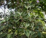 Rhododendron rubiginosum. Ветви с отцветшими и цветущим (сверху справа) цветками и молодыми побегами. Германия, г. Дюссельдорф, Ботанический сад университета. 04.05.2014.