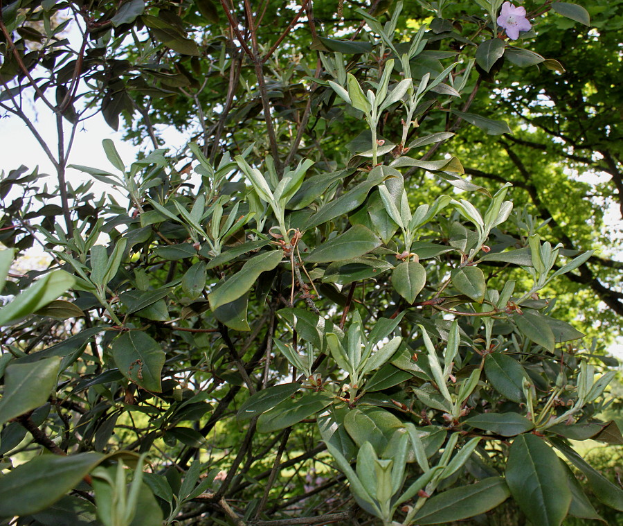 Image of Rhododendron rubiginosum specimen.