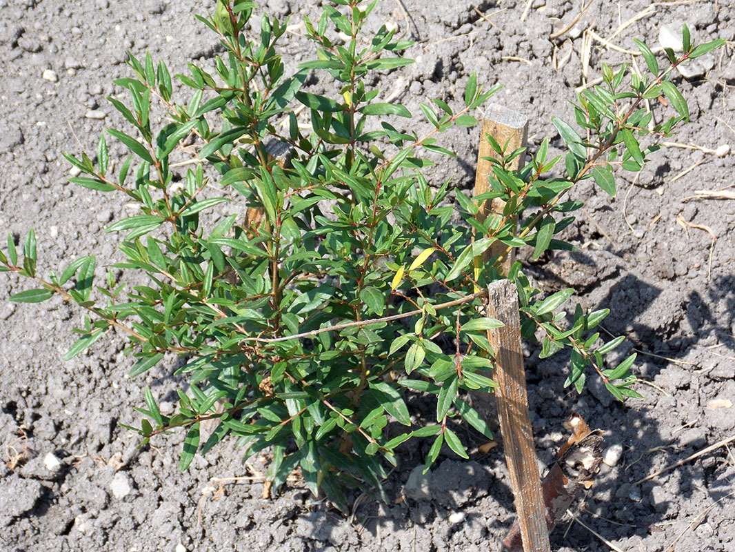 Image of Punica granatum specimen.