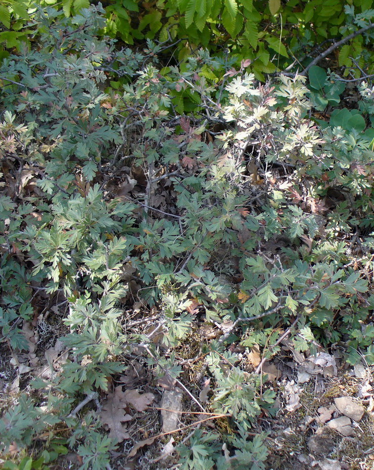 Image of Crataegus orientalis specimen.