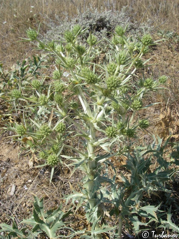 Изображение особи Eryngium campestre.