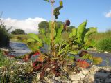 Rumex sylvestris. Основание растения. Краснодарский край, окр. г. Крымск, берег р. Адагум. 23.06.2014.