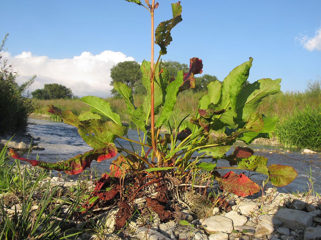 Image of Rumex sylvestris specimen.