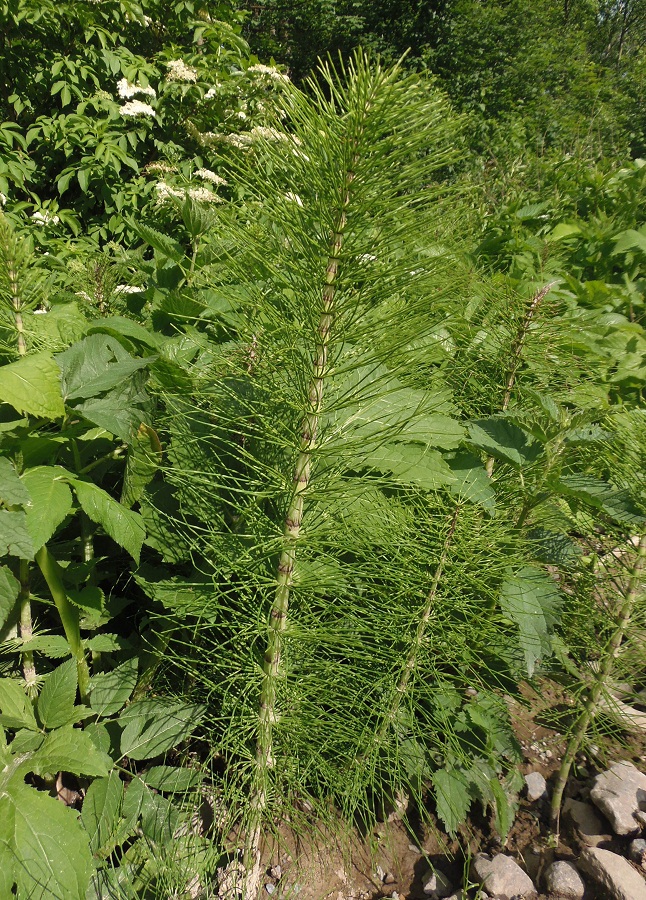 Изображение особи Equisetum telmateia.