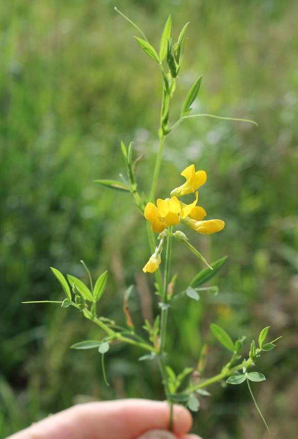 Image of Lathyrus pratensis specimen.