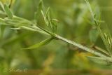 Image of taxon representative. Author is Раду Страту
