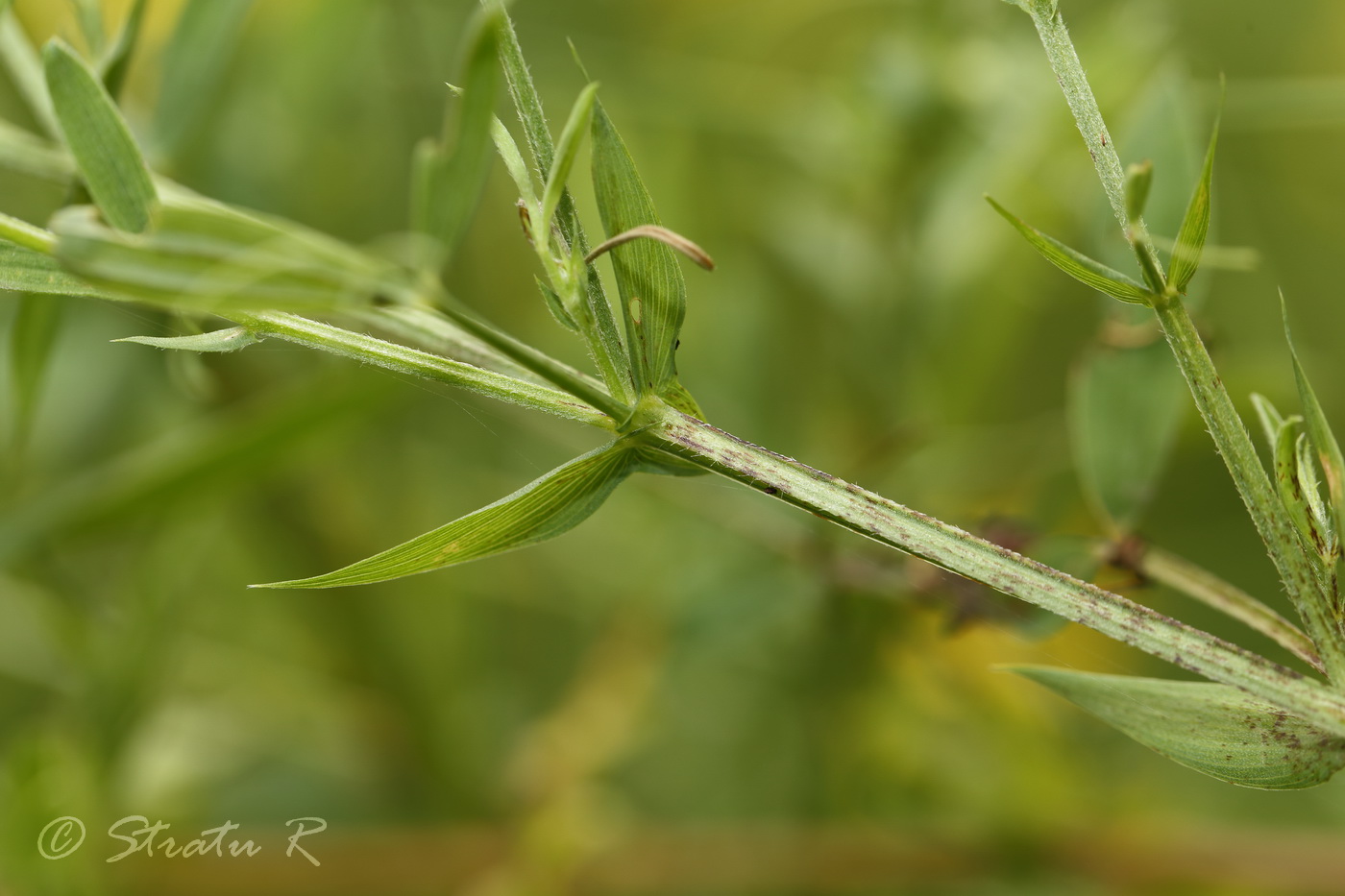 Изображение особи Lathyrus pratensis.