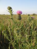 Cirsium vulgare