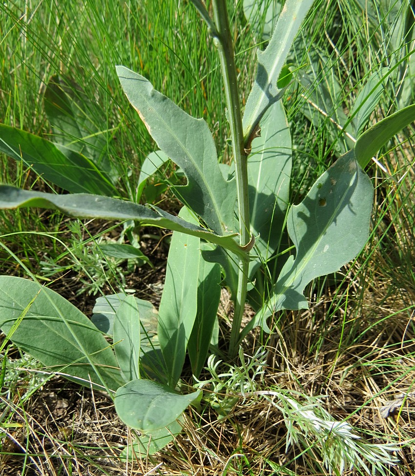 Image of Klasea marginata specimen.