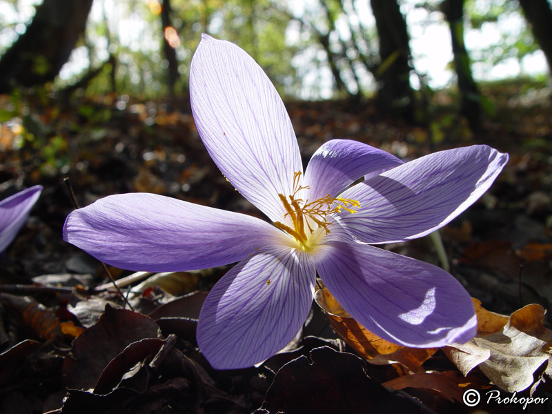 Image of Crocus speciosus specimen.