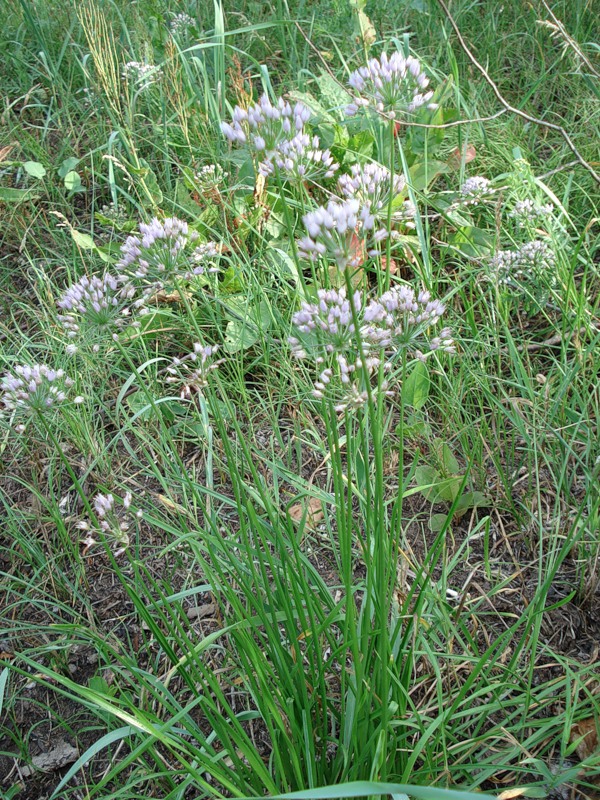 Изображение особи Allium angulosum.