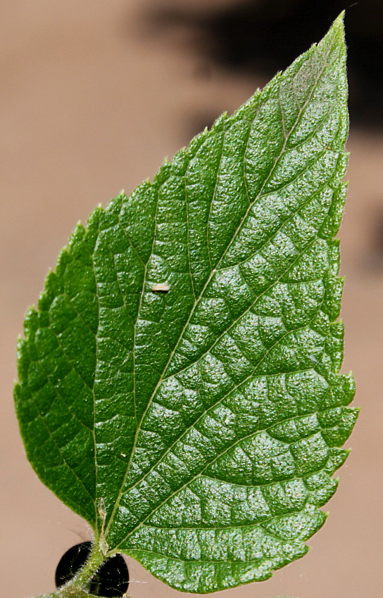 Изображение особи Celtis biondii.