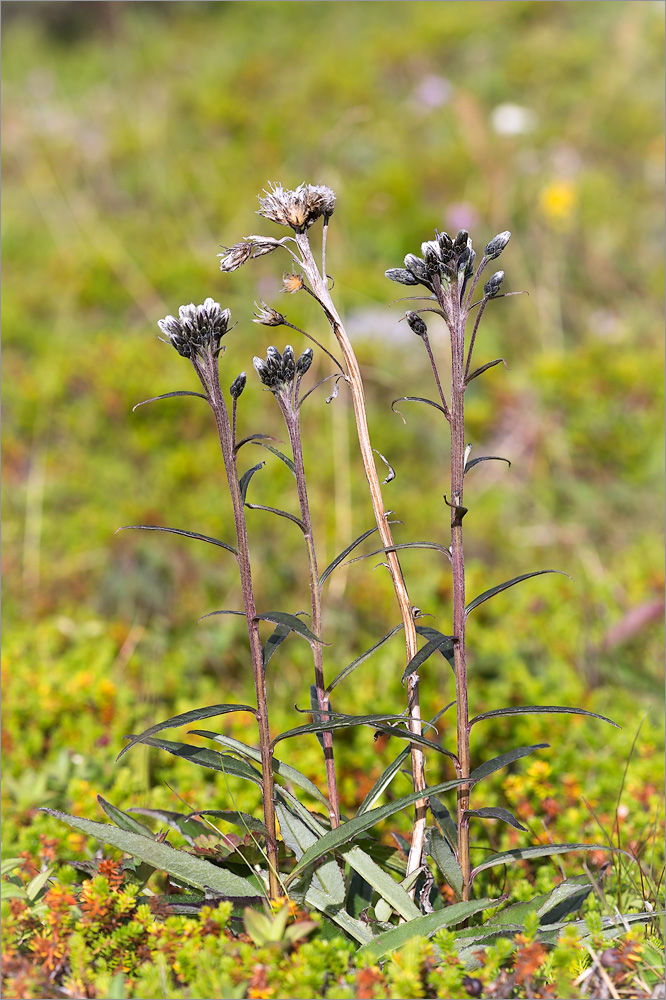 Image of Saussurea alpina specimen.