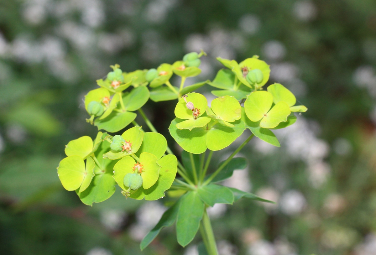 Молочай лозный. Молочай Жигулёвский (Euphorbia zhiguliensis). Плейохазий молочай. Молочай Крымский. Молочай четырехгранный.