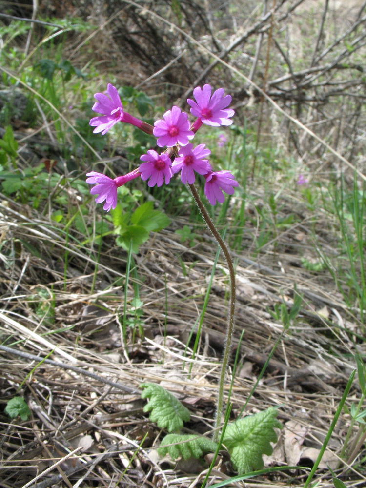 Image of Primula kaufmanniana specimen.