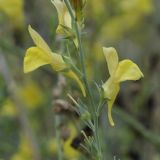 Linaria genistifolia