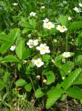 Fragaria viridis. Цветущие растения на остепнённом лугу. Кемеровская обл., окр. г. Кемерово. 09.06.2009.