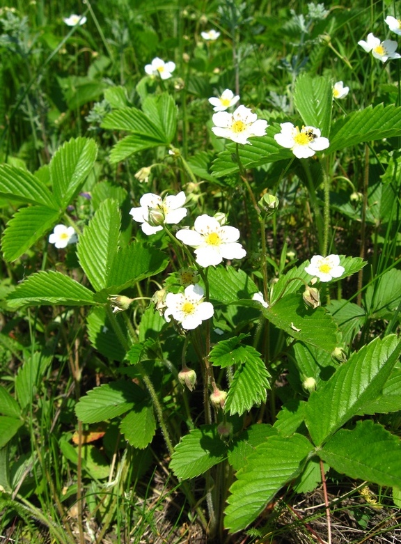 Изображение особи Fragaria viridis.