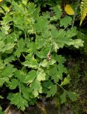 Papaver cambricum