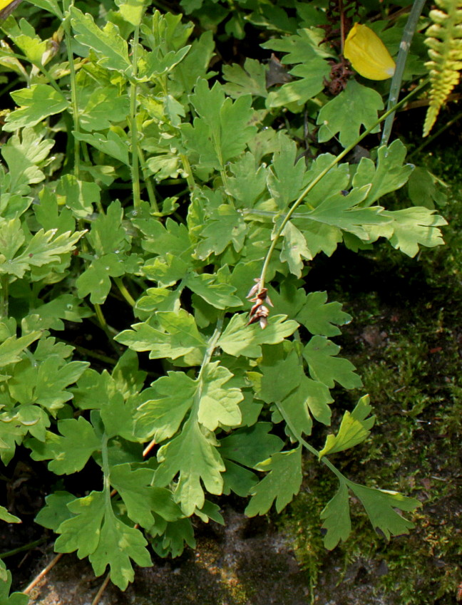 Image of Papaver cambricum specimen.