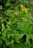 Senecio propinquus