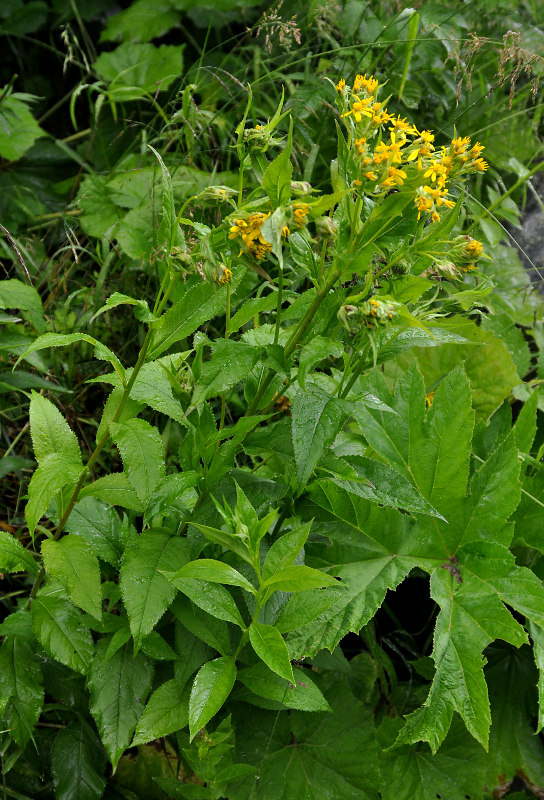 Изображение особи Senecio propinquus.