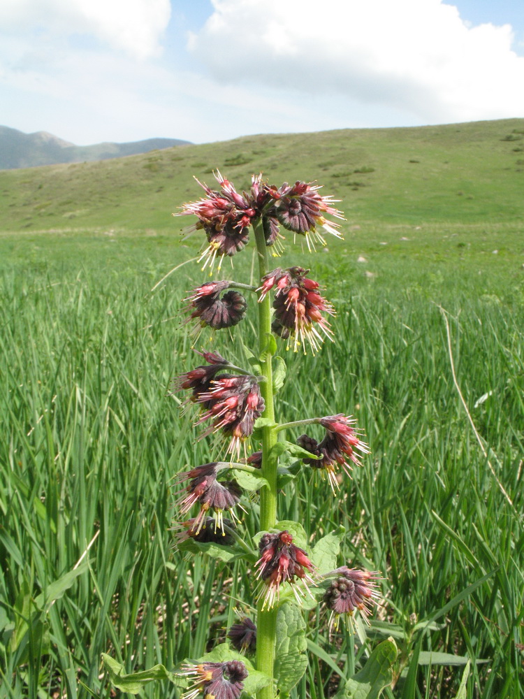 Image of Solenanthus circinnatus specimen.