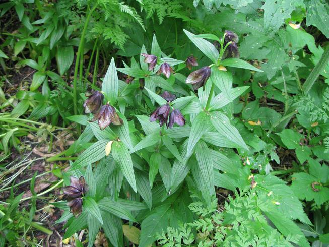 Изображение особи Fritillaria camschatcensis.