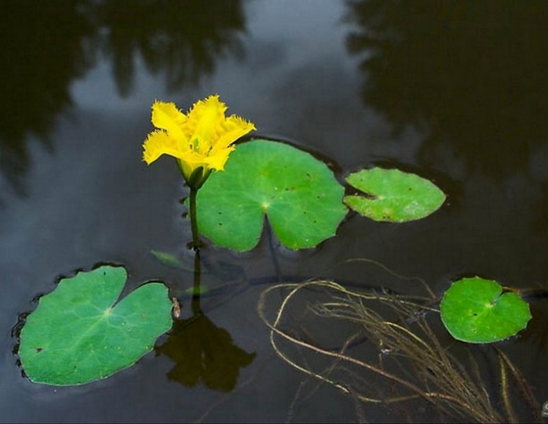 Изображение особи Nymphoides peltata.