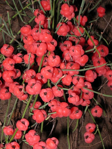 Image of Ephedra distachya specimen.