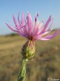 Centaurea caprina