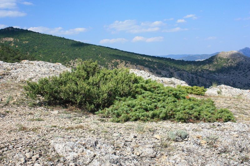 Изображение особи Juniperus deltoides.