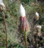 Crepis foetida. Зреющее соплодие. Краснодарский край, Кущёвский р-н, станица Шкуринская, обочина. 03.10.2009.