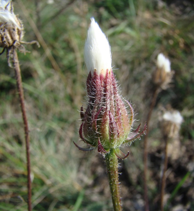 Image of Crepis foetida specimen.