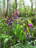 Lathyrus vernus