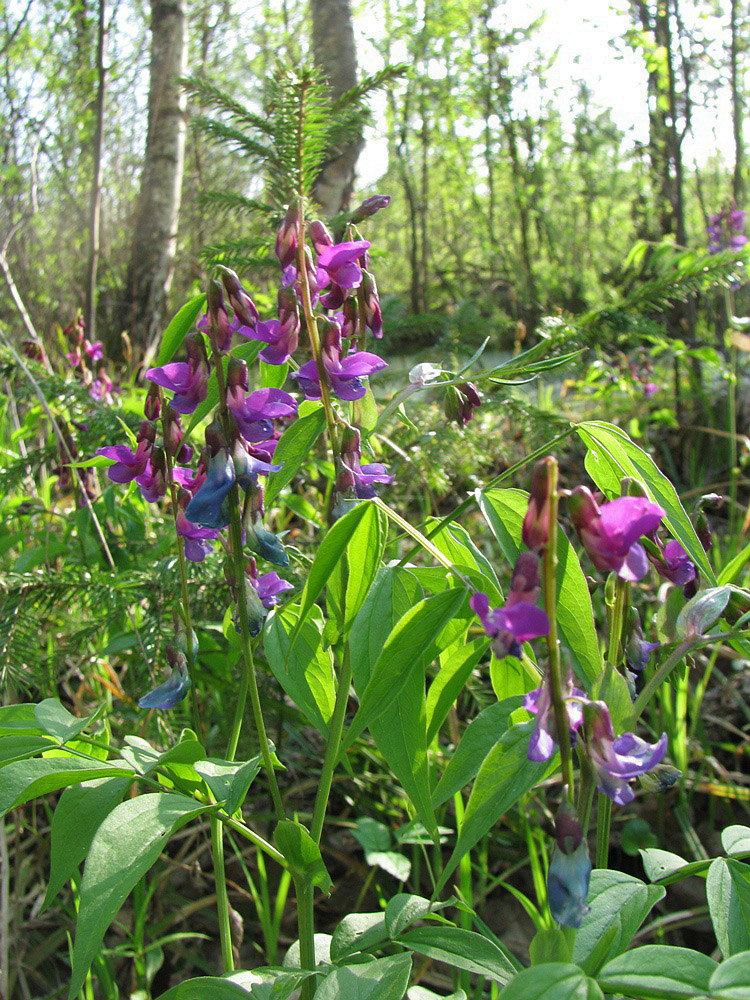 Image of Lathyrus vernus specimen.