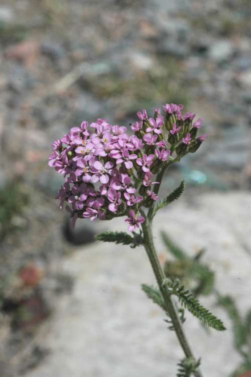 Image of Achillea millefolium specimen.