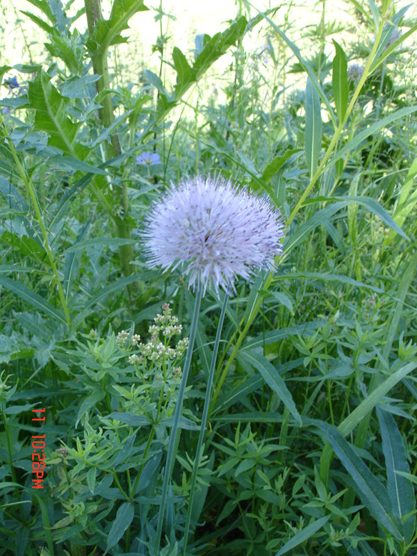 Image of Allium amblyophyllum specimen.