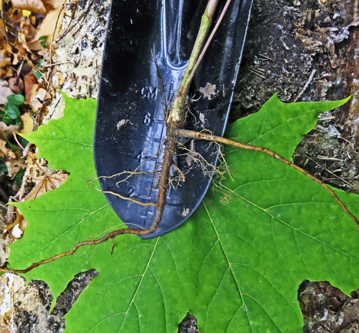 Image of Seseli annuum specimen.