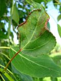 Populus &times; sibirica