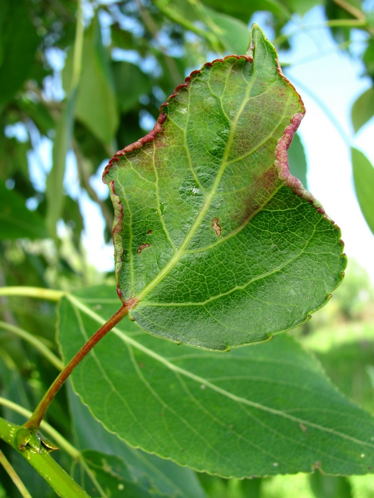 Изображение особи Populus &times; sibirica.