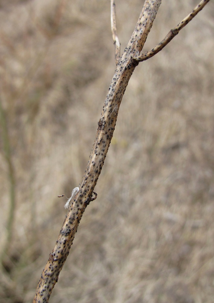 Изображение особи Rhinanthus serotinus.