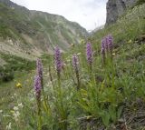 Gymnadenia conopsea. Цветущее растение на горном склоне. Приэльбрусье, ущелье реки Азау, 2300 м н.у.м. Середина июля.