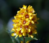 Lysimachia vulgaris. Верхушка цветущего растения. Московская обл., Раменский р-н, окр. ж.-д. платформы Хрипань, просека под ЛЭП. 31.07.2015.