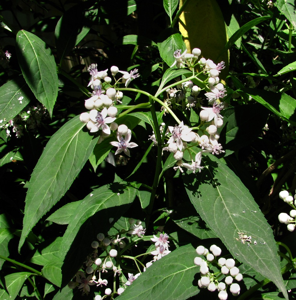 Image of Dichroa febrifuga specimen.