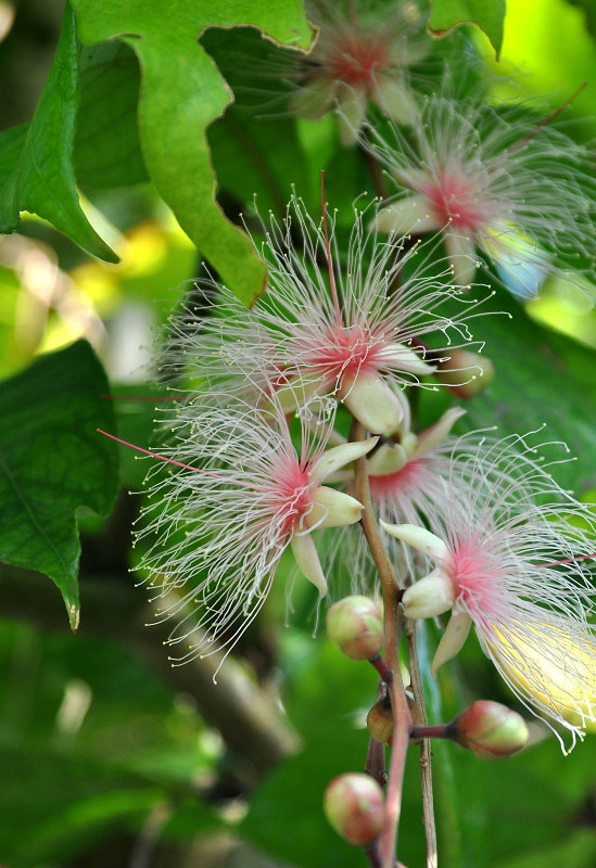 Изображение особи Barringtonia racemosa.